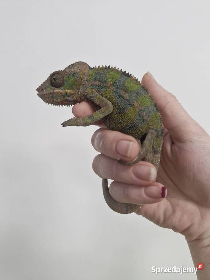 Kameleon Lamparci Ambilobe i Nosy Be samce i Oława sprzedam