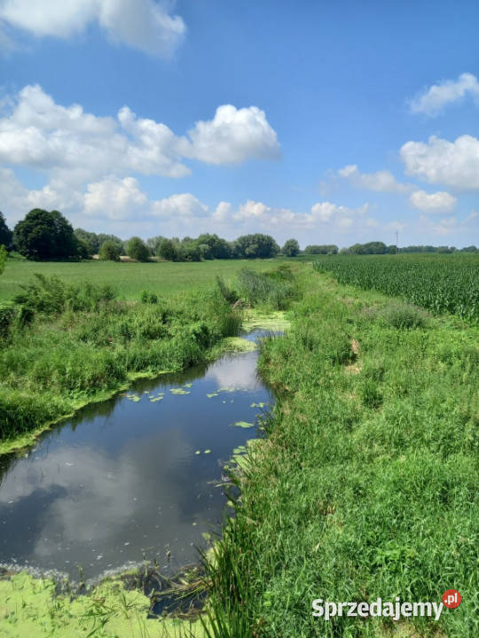 Sprzedam działkę rolnobudowlaną w okolicy Płońsk