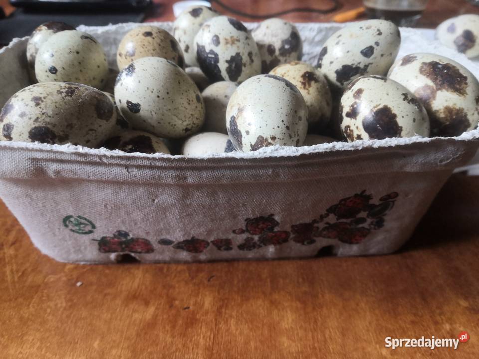 Jaja przepiórcze 15g brojler belgijski Szczyrzyc