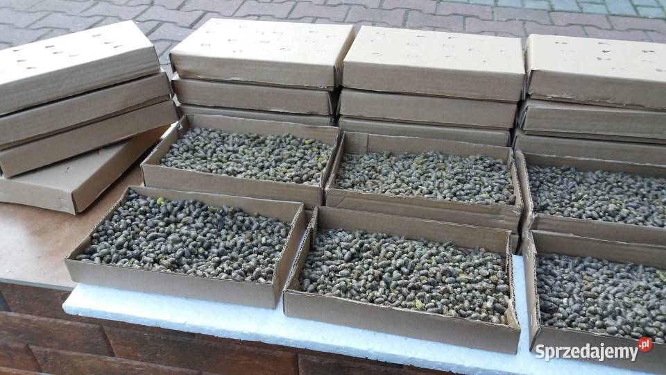 Pszczoła MURARKA ogrodowa RURKI TRZCINA kokony Lublin