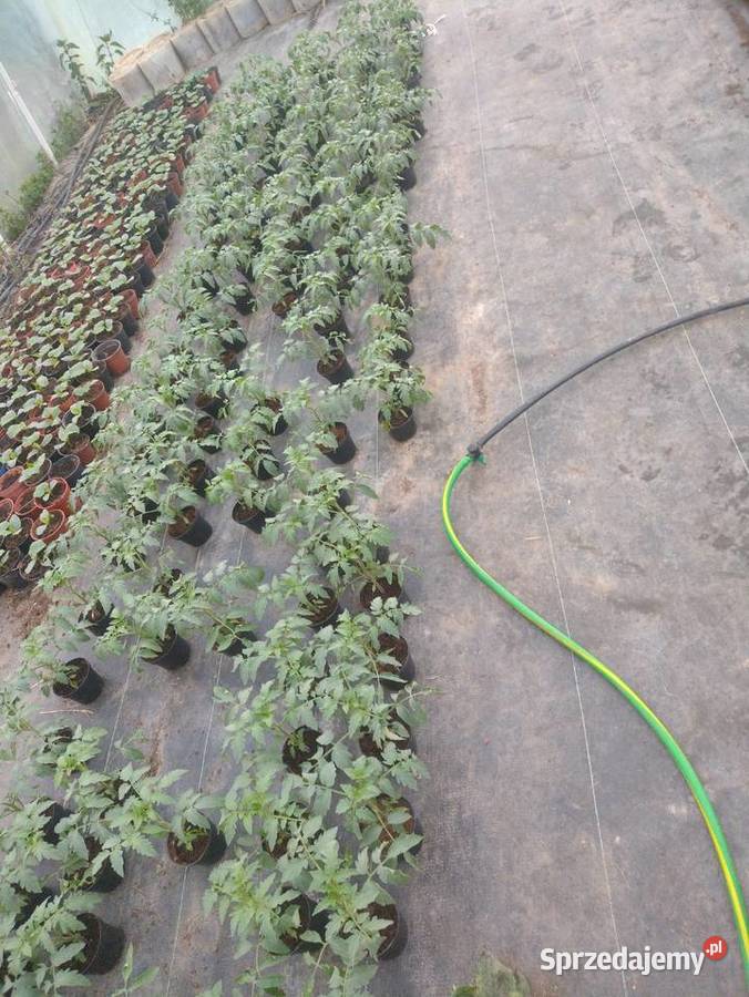 Sadzonki pomidorów Bielsko-Biała