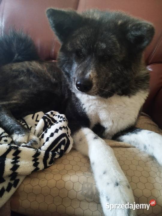 Akita inu sunia pręgowana Legionowo