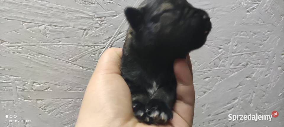 suczka sznaucer miniaturowy Białystok