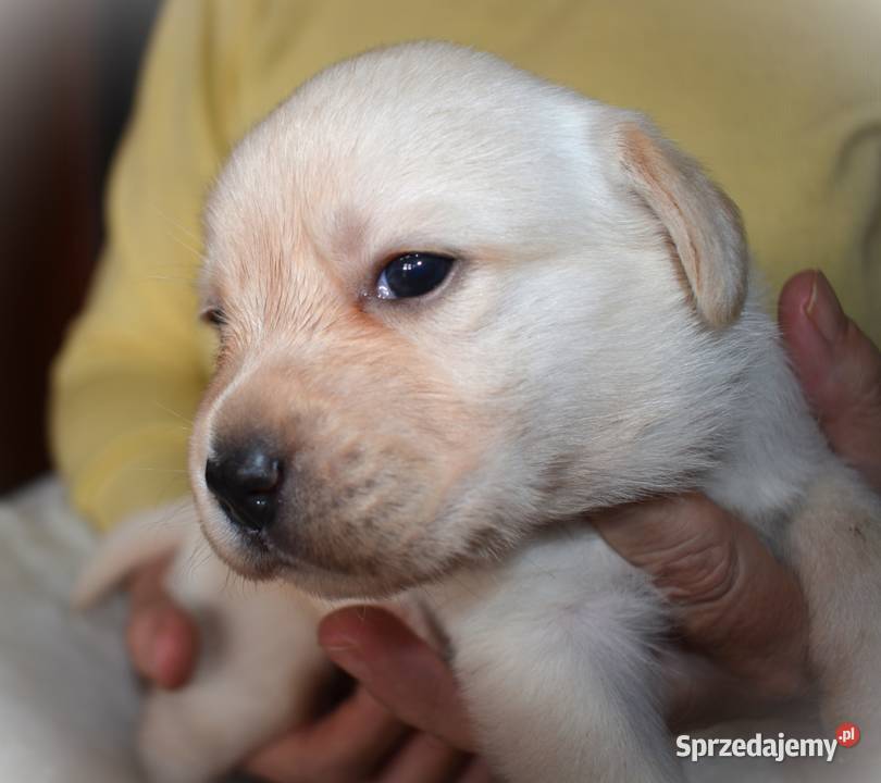 Zdrowe piękne mądre suczki Labrador ZKwP Zwierzęta Myszków sprzedam