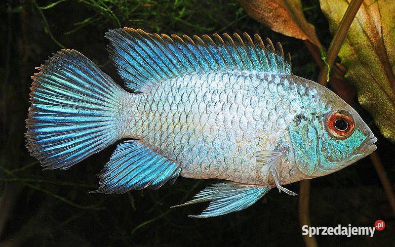Akara ELECTRIC BLUE Acara SPRAWDZ NASZE Ryby Gdańsk