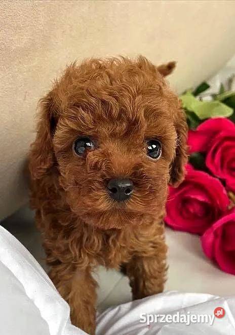 Sliczne pudel pudelki Toy i mini Oława sprzedam