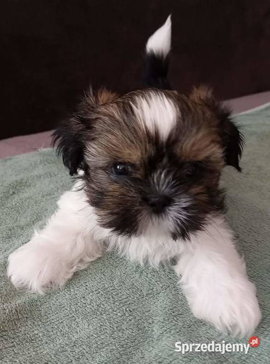 Szczeniaki shih tzu tricolor z rodowodem podlaskie Łaś-Toczyłowo