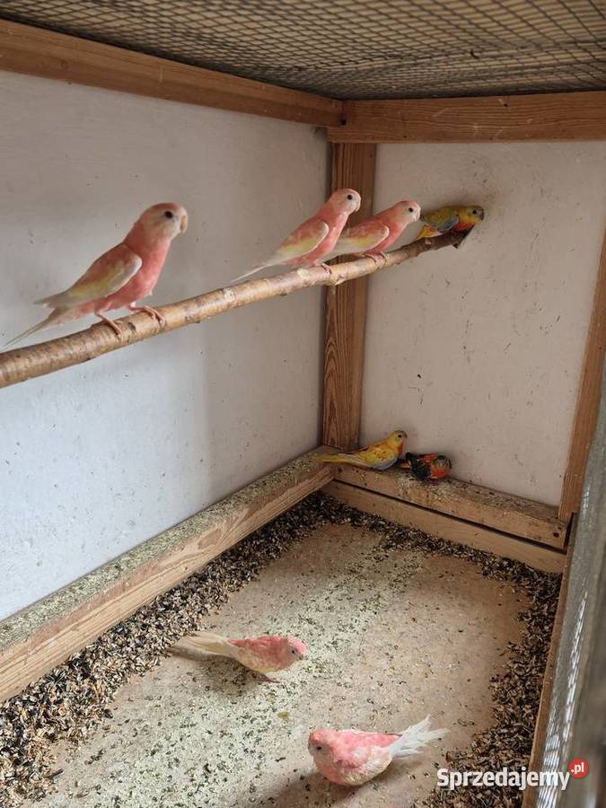 Lilianki łąkówki turkusowe sprzedam Kamień Śląski