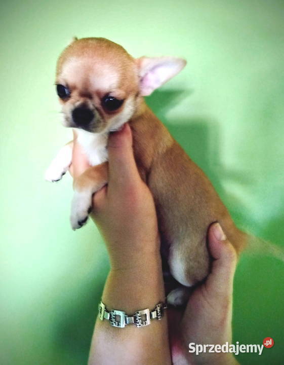 Suczka chihuahua gotowa na zmianę domu