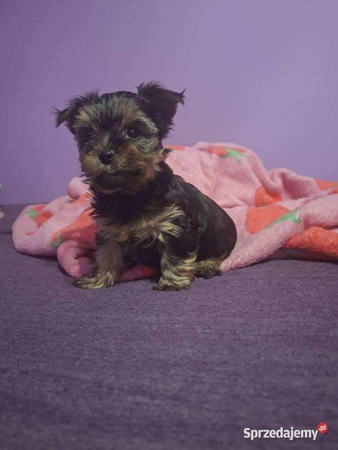 Szenieta z rodowodem ZKwP Wierzbica