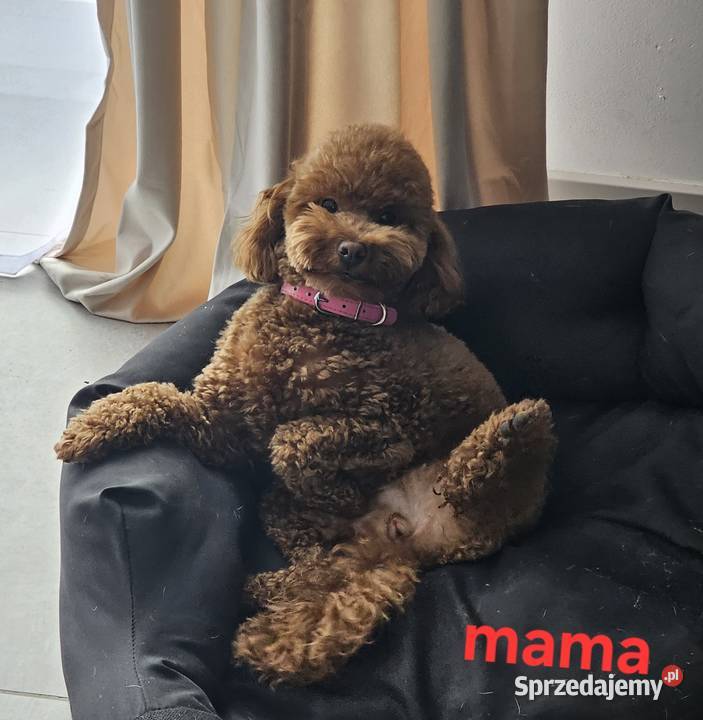 Pudelki toy red brown Śrem sprzedam