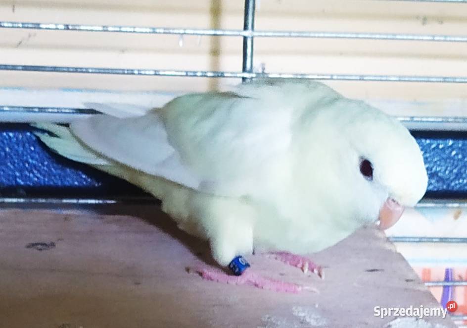 Katarzynka ajmarka prążkowana Nowa Ruda