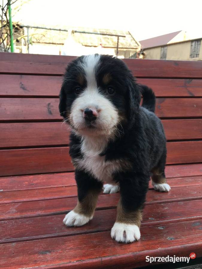 Berneński pies pasterski Kościan