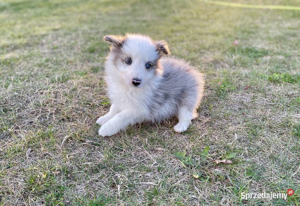 Border collie suczka świętokrzyskie Ostrowiec Świętokrzyski