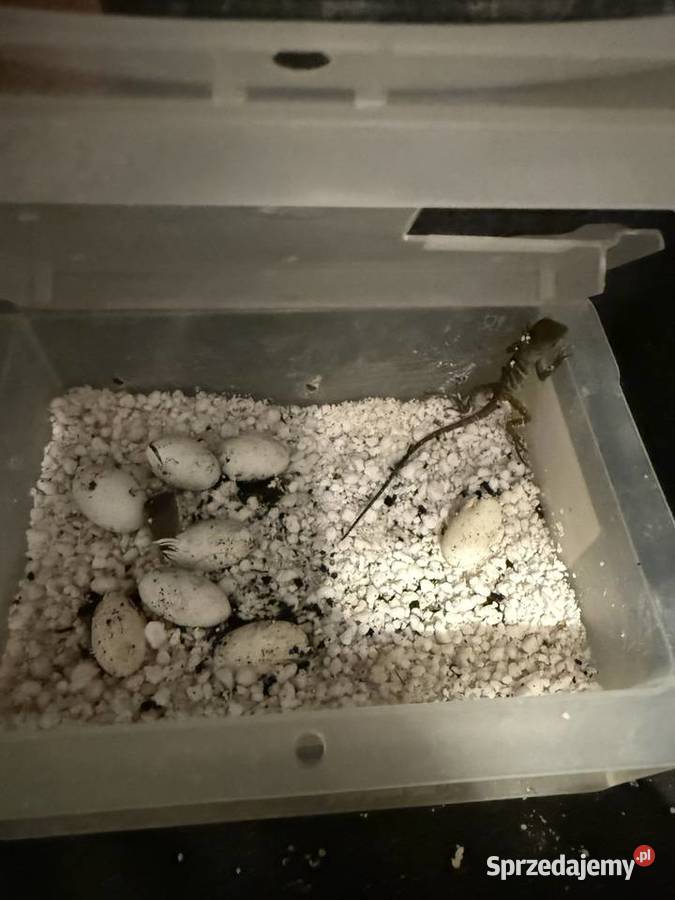 Agama Błotna Physignathus cocincinus śląskie