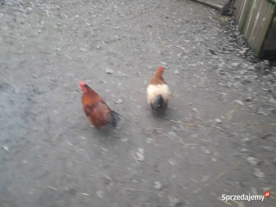 Kogut zielononżek i liliputy zielononżki Czarnocin sprzedam