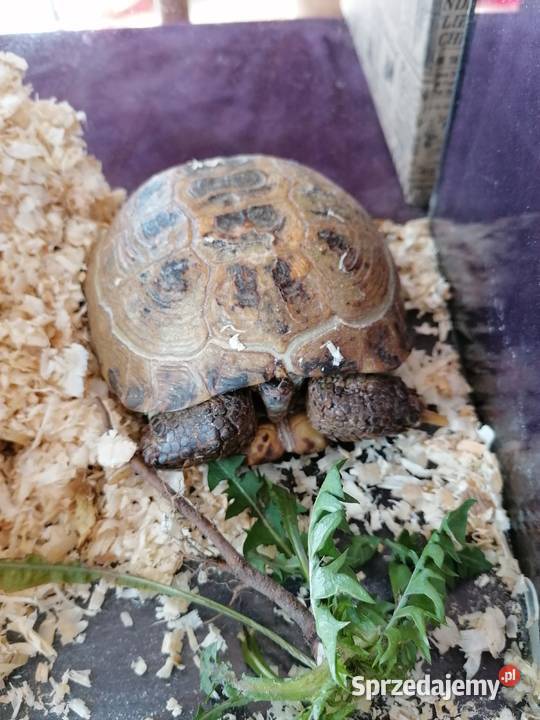 Oddam żółwia lądowego Warszawa