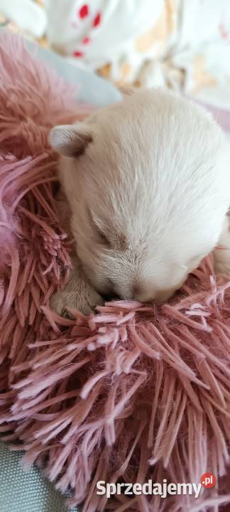 West Highland White Terrier ZKwP łódzkie Zduńska Wola