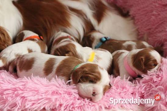 Cavalier King charles spaniel suczka blenhein
