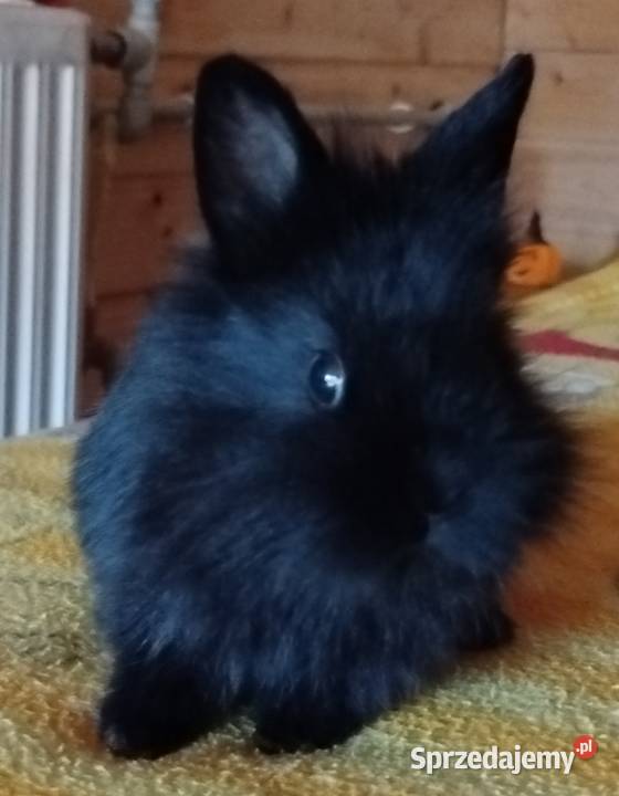 Miniaturki domowe Mierzowice