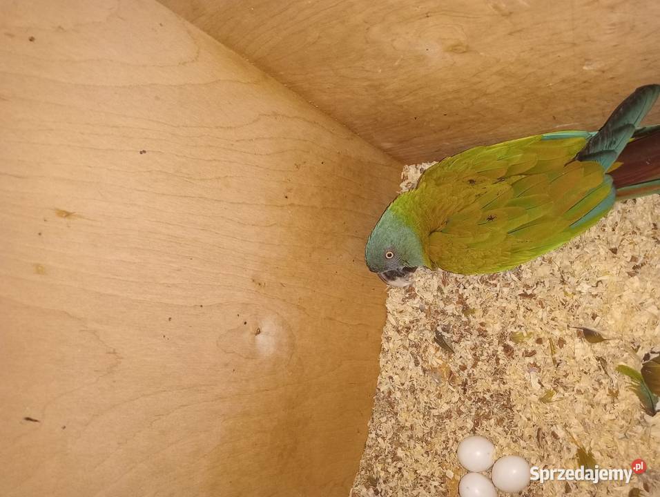 Ara Couloni Górska Dobczyce