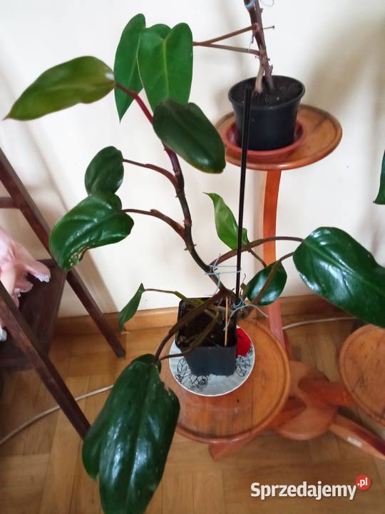 Filodendron szczawik monstera i inne Białystok sprzedam