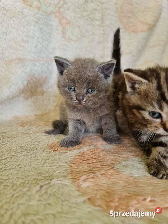 Kotki brytyjskie bez rodowodu Wołczyn
