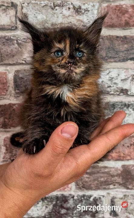 Rezerwacja Maine Coon sprzedam