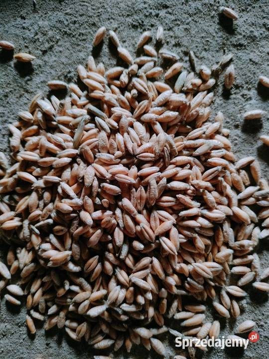 Pszenżyto pszenica jeczmien owies tatarka łubin Opoczno