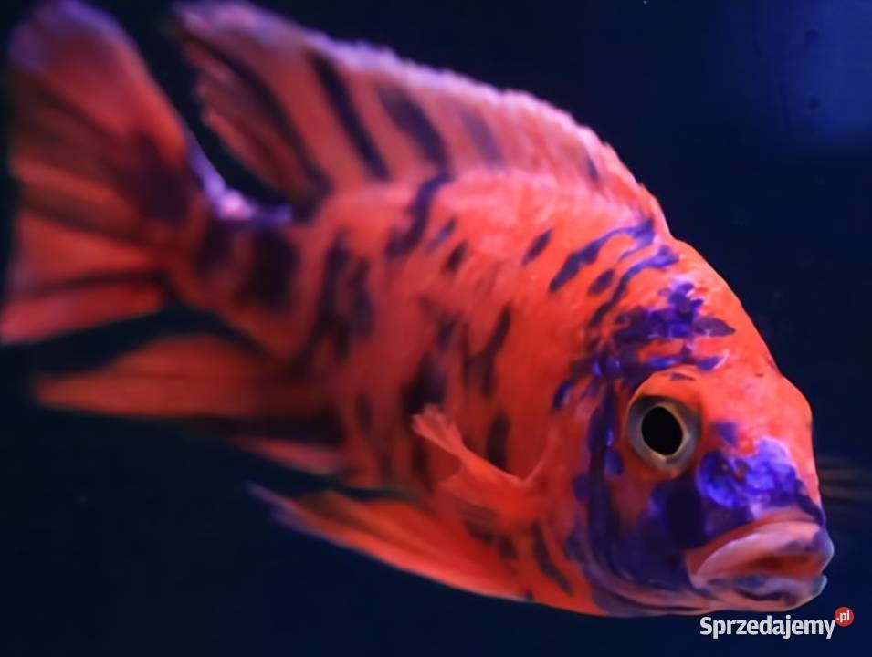Aulonocara calico RED OB Pyszczak Pyszczaki Gdańsk sprzedam