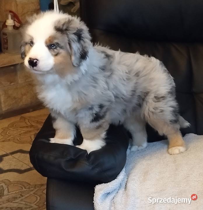 Miniaturowy owczarek amerykański Zwierzęta śląskie Sosnowiec