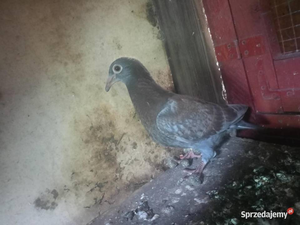 Gołębie pocztowe piękne na obrączkach stałych Ptaki