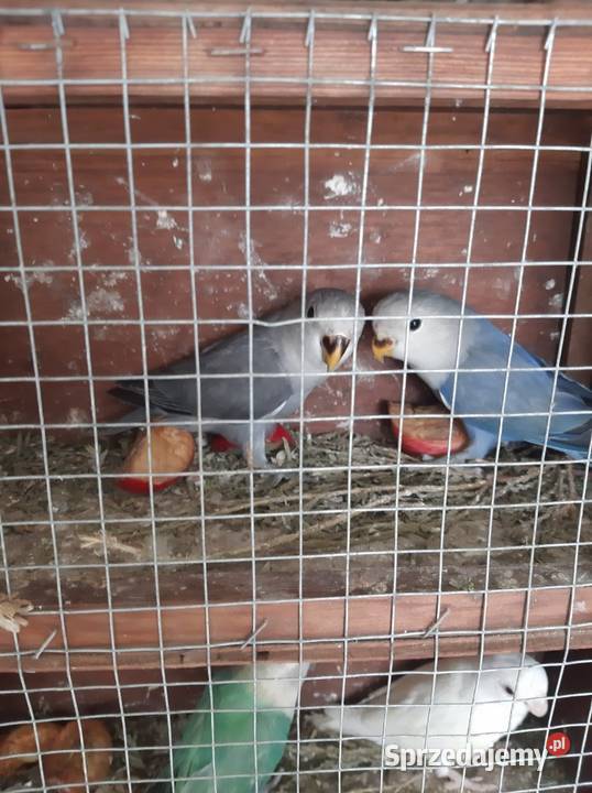 Papugi nierozłączki Jędrzejów