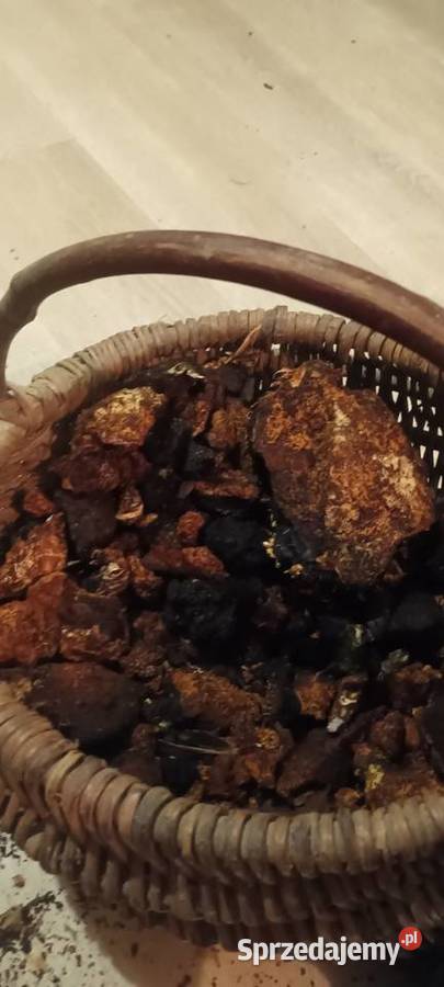 Chaga czaga błyskoporek podkorowy Grzyb Nurzec-Stacja