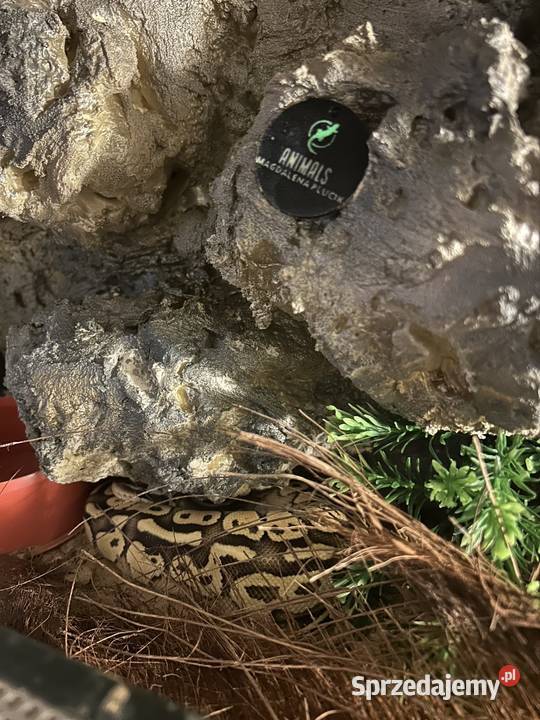 Pyton królewski Lesser Hurricane śląskie Siemianowice Śląskie