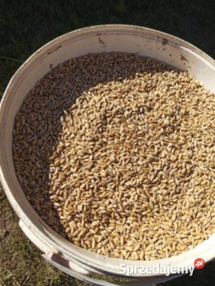 pszenżyto LIBORIUS ozime Wieluń