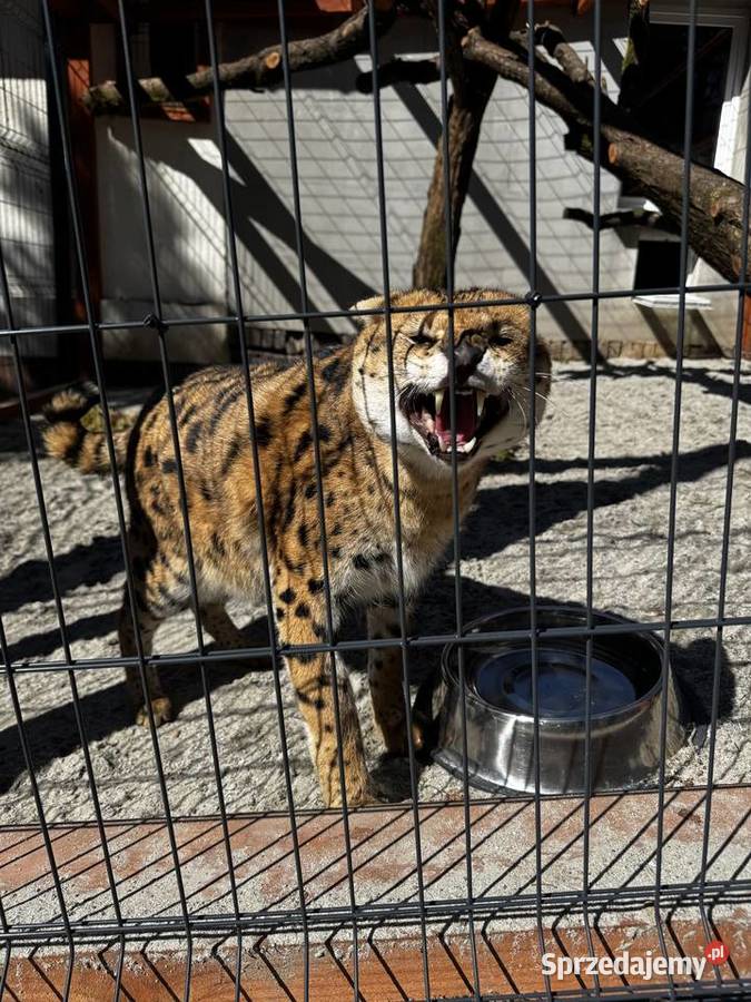 Sprzedam serwala sawannowego małopolskie sprzedam