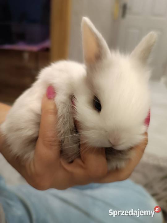 króliczki miniaturki Przemyśl