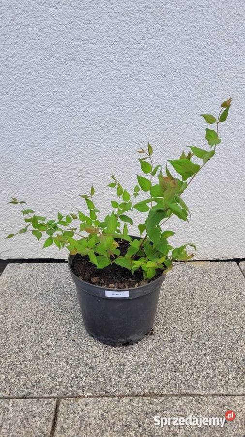 KOLKWICJA CHIŃSKA KOLKWITZIA AMABILIS Rabatowe Pogorzela