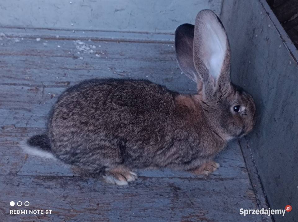 Samczyk Belg Kuczbork-Wieś