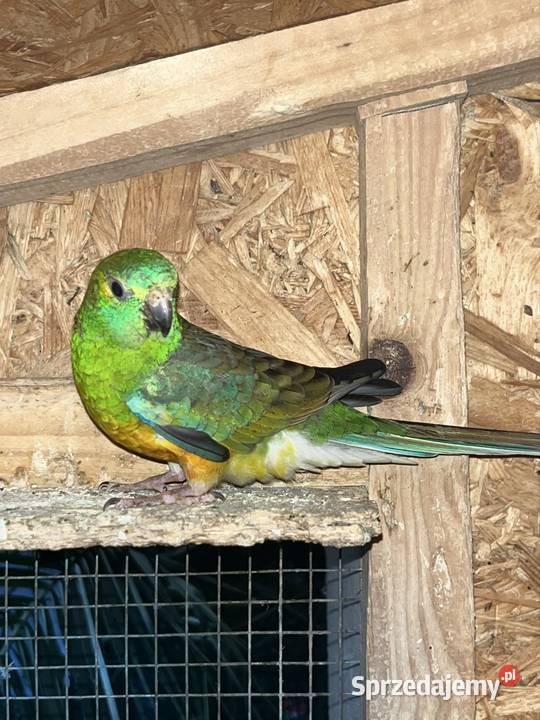 Sprzedam papugi świergotki Busko-Zdrój