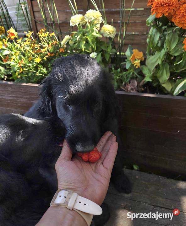 Szczenieta Flat Coated Retriever FCI