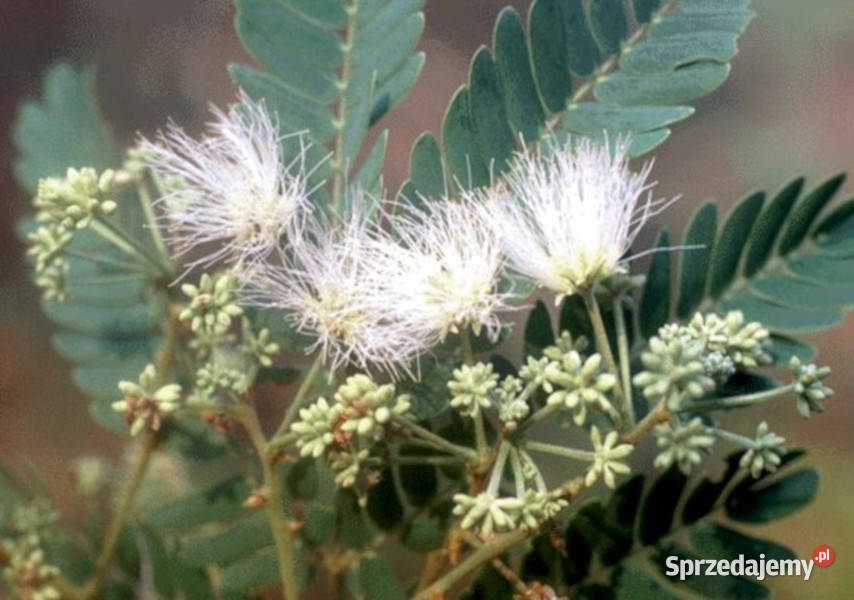 ALBICJA  ODORATISSIMA Albizia odoratissima kujawsko-pomorskie Lubanie