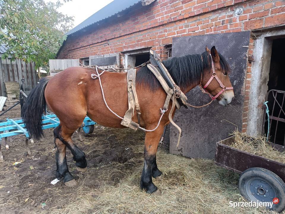Źrebica PKZ Rolnictwo Krasienin-Kolonia