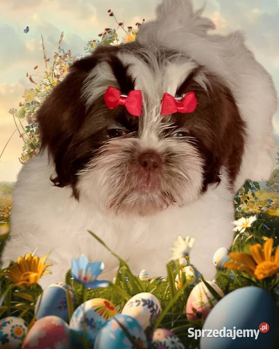 Ostatnia suczka rasy ShihTzu szuka domku Namysłów