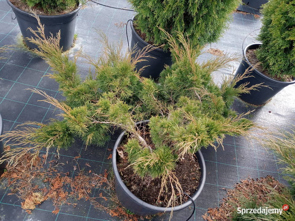 Piękne duże jałowce lubelskie Lublin