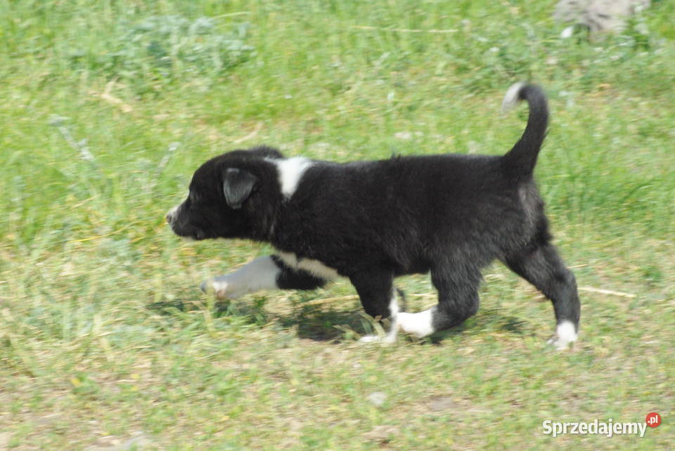 Border collie pasienie agility rajdy konne ISDS Milejów-Osada sprzedam