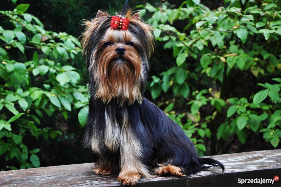 Yorkshire Terrier pochodzenie FCI wystawowe Wyszków sprzedam
