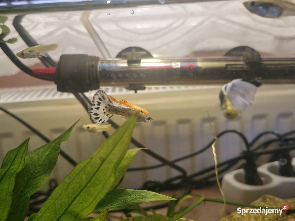 Gupiki WYSYŁKA Ryby śląskie