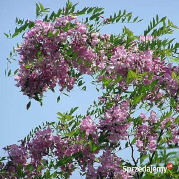 ROBINIA fertilis Włochata sadzonki w doniczkach